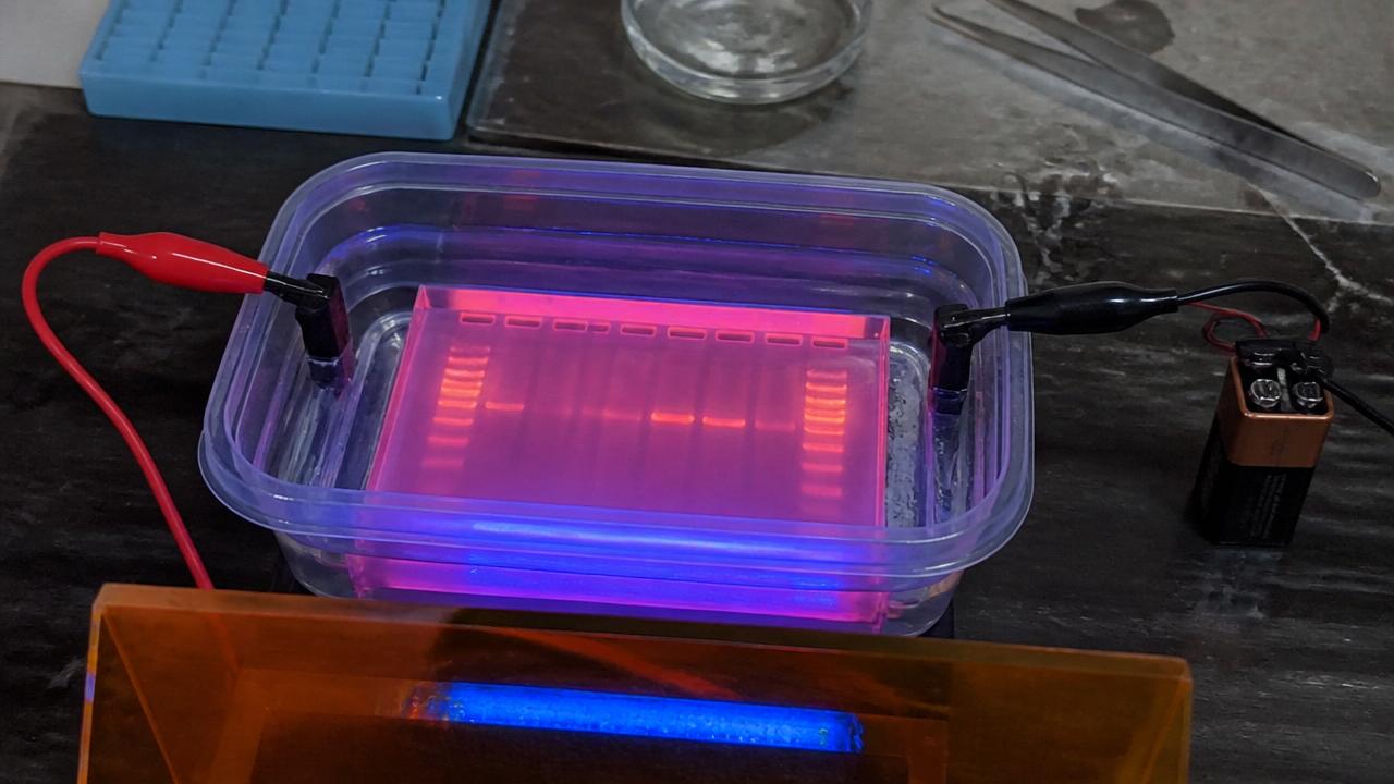 Build a $30 gel electrophoresis rig — reference photo of equipment and materials